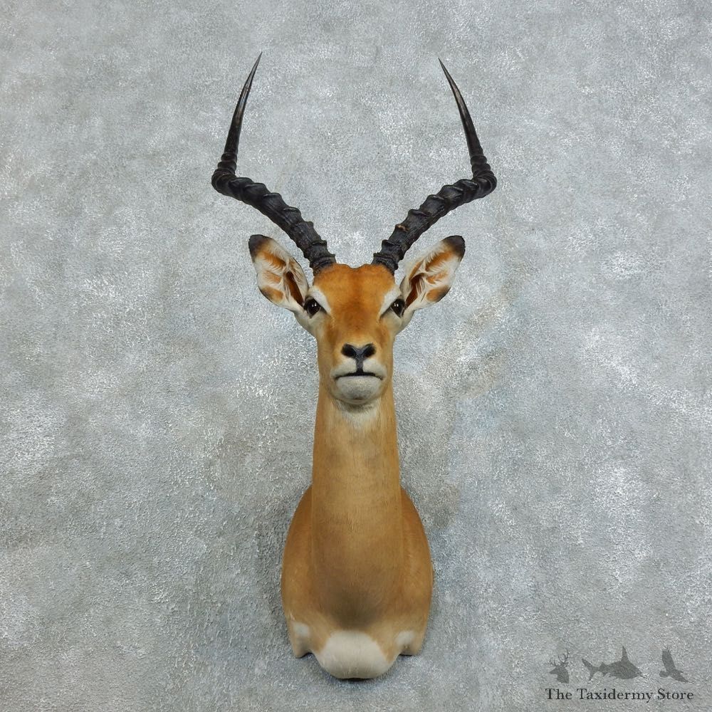 African Impala Shoulder Mount For Sale #18540 @ The Taxidermy Store
