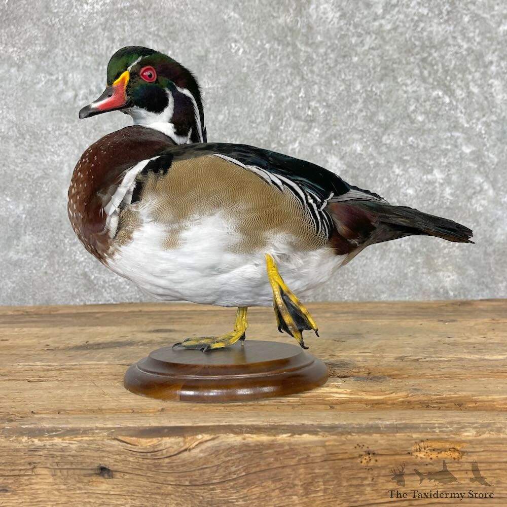 Wood Duck Bird Mount For Sale #27577 - The Taxidermy Store