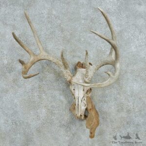 Whitetail Deer Skull Antlers European Mount #13568 For Sale @ The Taxidermy Store