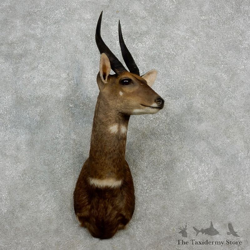 Cape Bushbuck Shoulder Mount For Sale #17247 @ The Taxidermy Store
