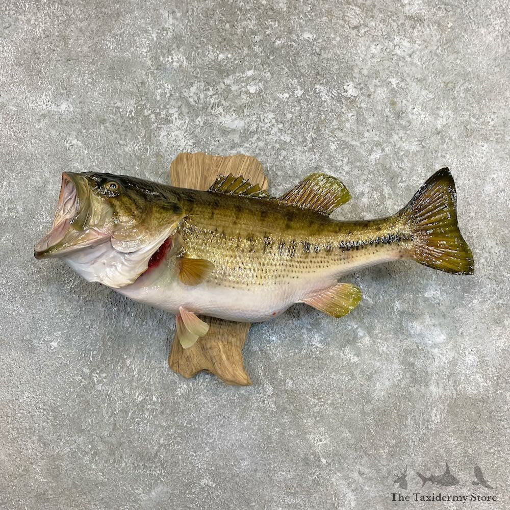 Largemouth Bass Fish Mount For Sale #27311 @ The Taxidermy Store