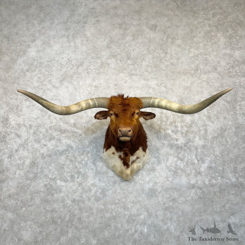 Longhorn Steer Shoulder Mount For Sale #29192 @ The Taxidermy Store