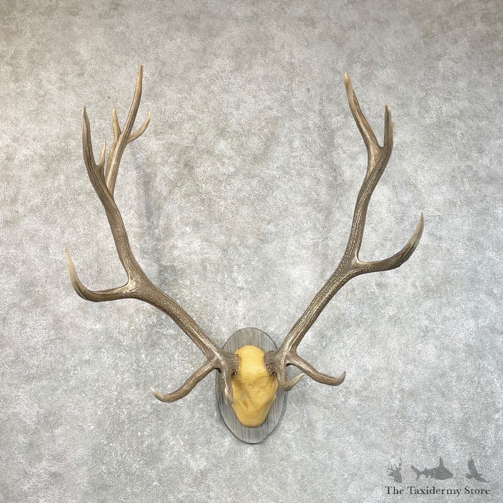 Rocky Mountain Elk Plaque Mount For Sale #24635 @ The Taxidermy Store