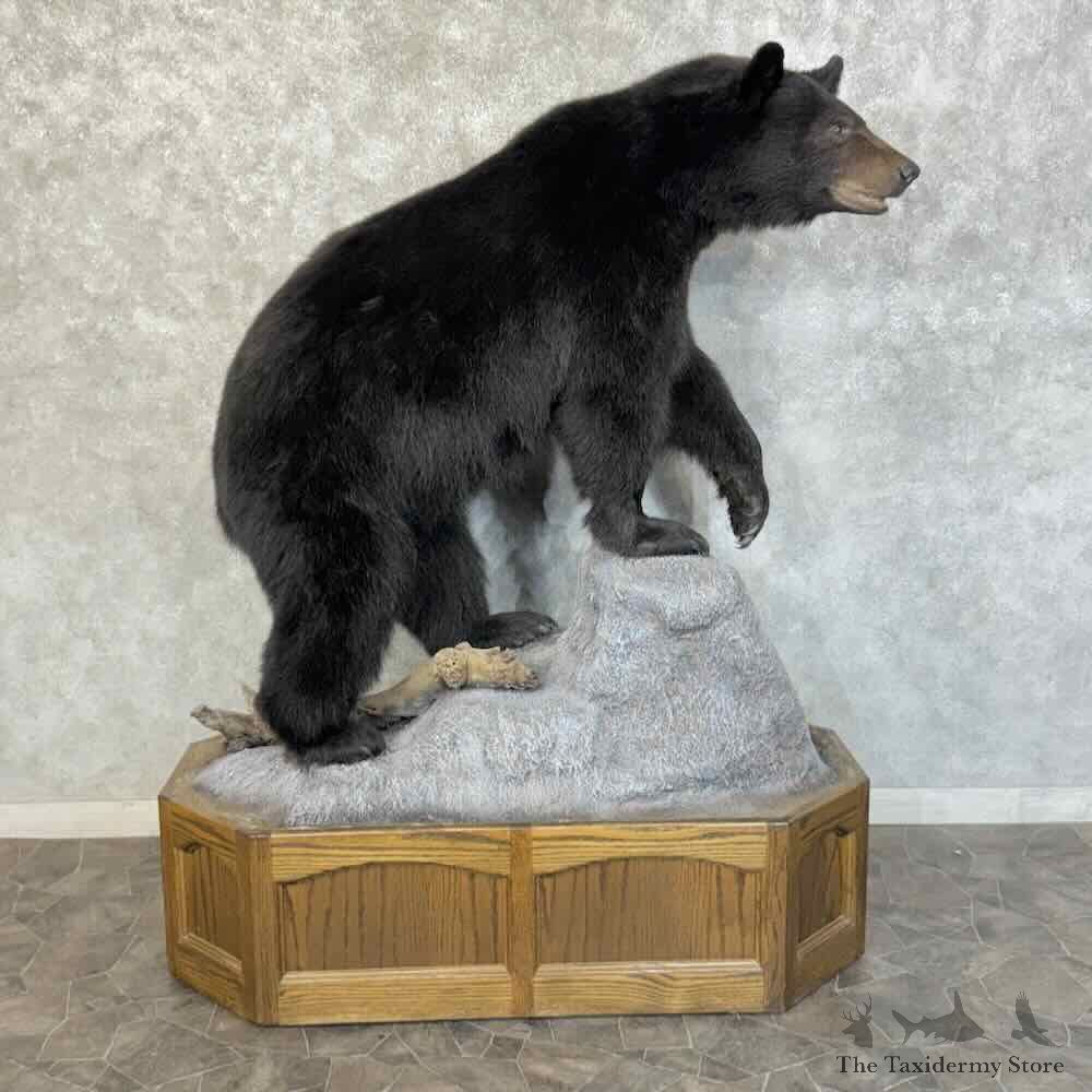 Black Bear Life-Size Mount For Sale #31228 @ The Taxidermy Store1