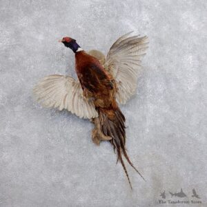 Ringneck Pheasant Bird Mount For Sale #18685 @ The Taxidermy Store