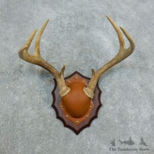 Whitetail Deer Antler Plaque Mount For Sale #18441 @ The Taxidermy Store
