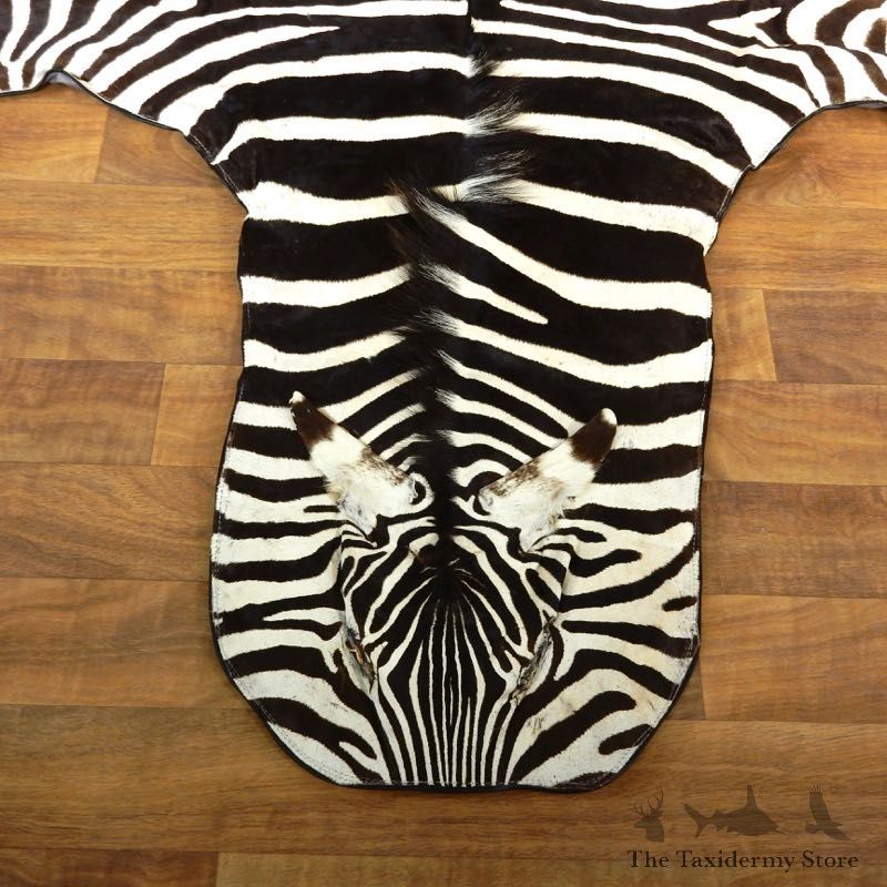African Zebra Full-Size Taxidermy Rug For Sale #17855 @ The Taxidermy Store