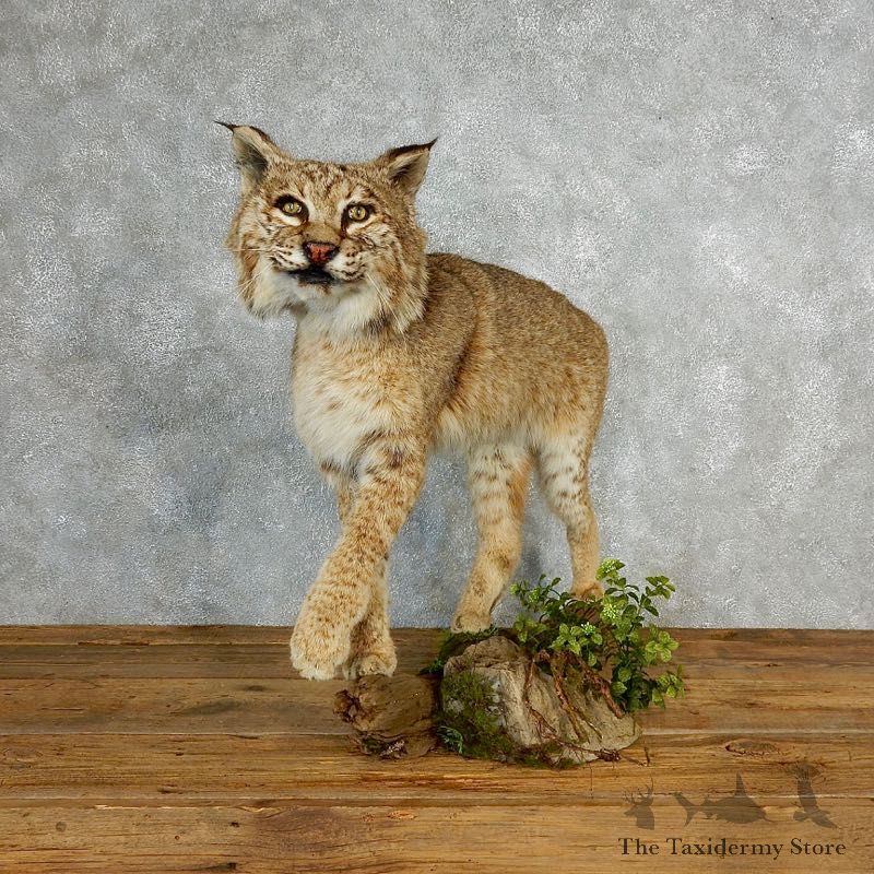Bobcat Life-Size Mount For Sale #17822 @ The Taxidermy Store