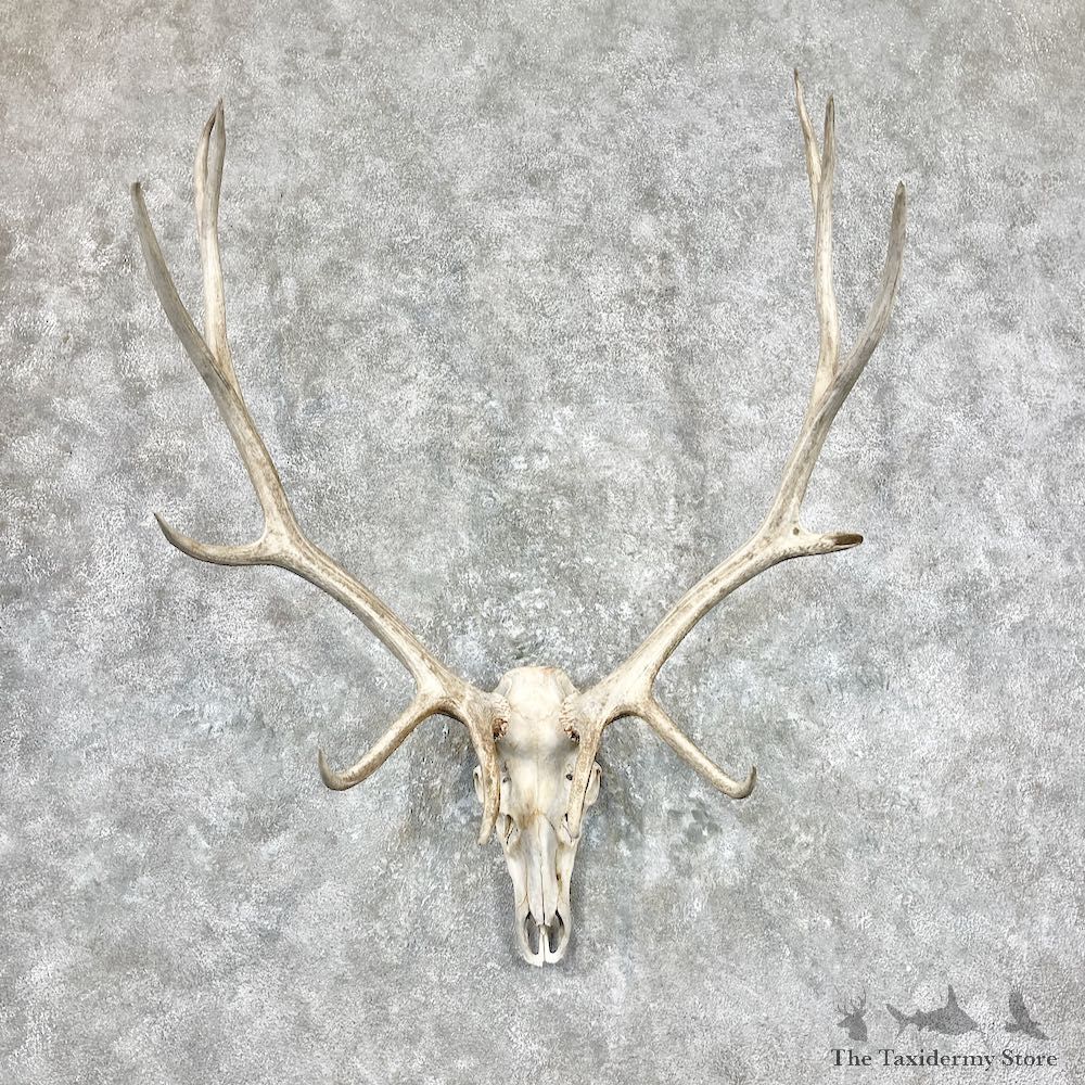 Rocky Mountain Elk Skull European Mount For Sale #26889 @ The Taxidermy Store