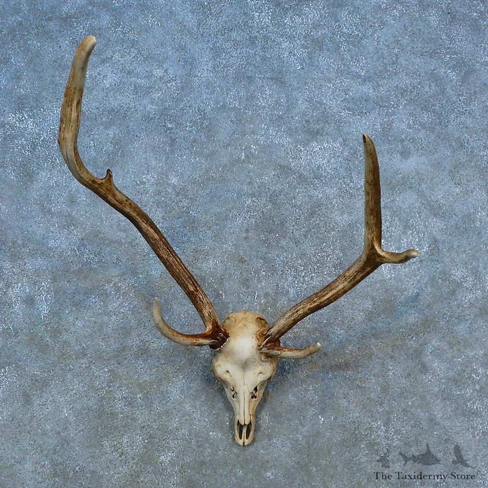 Axis Deer Skull Antler European Mount For Sale #15516 @ The Taxidermy Store