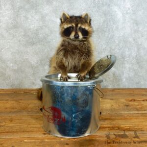 Raccoon Life-Size Mount For Sale #18496 @ The Taxidermy Store