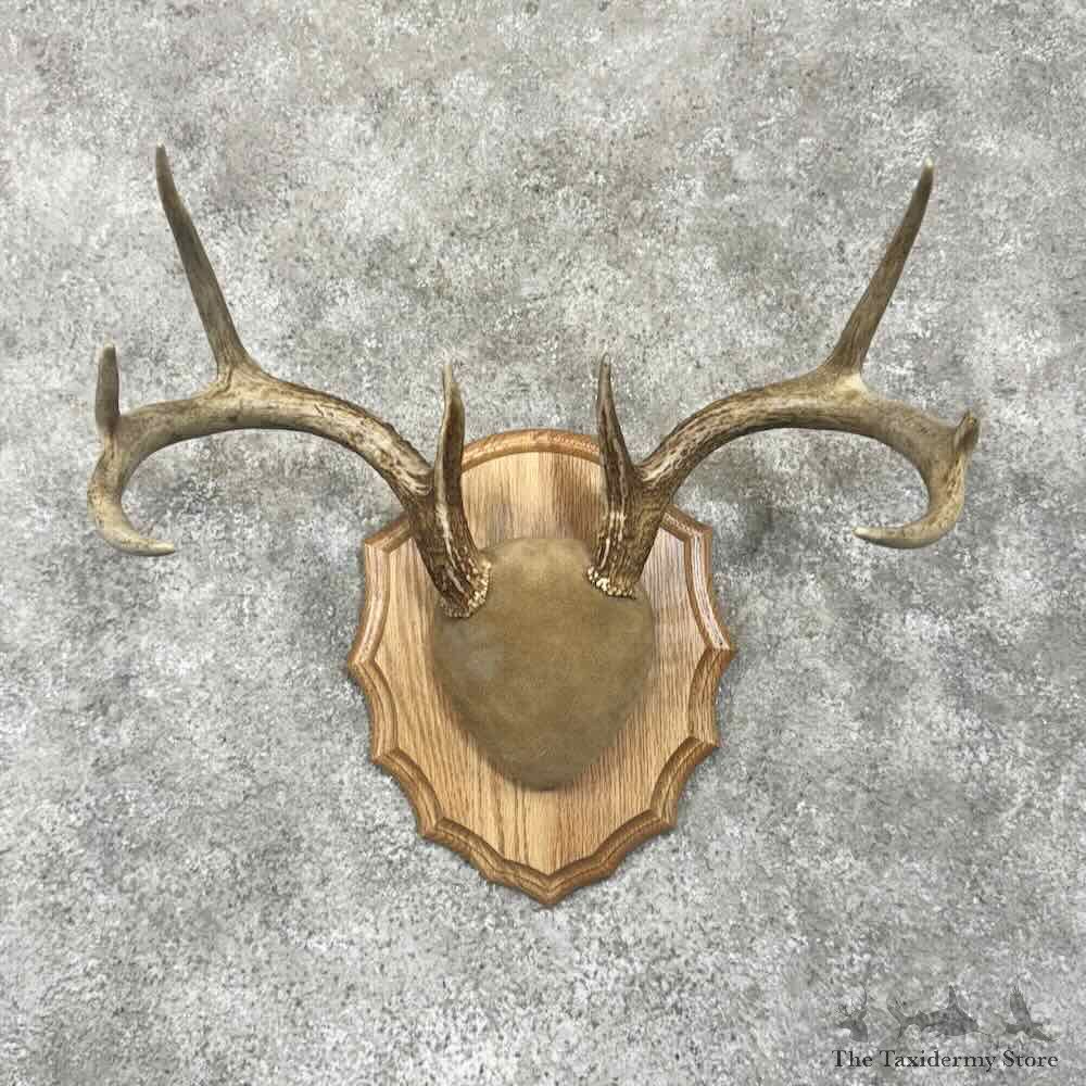 Whitetail Deer Antler Plaque Mount For Sale #30641 @ The Taxidermy Store