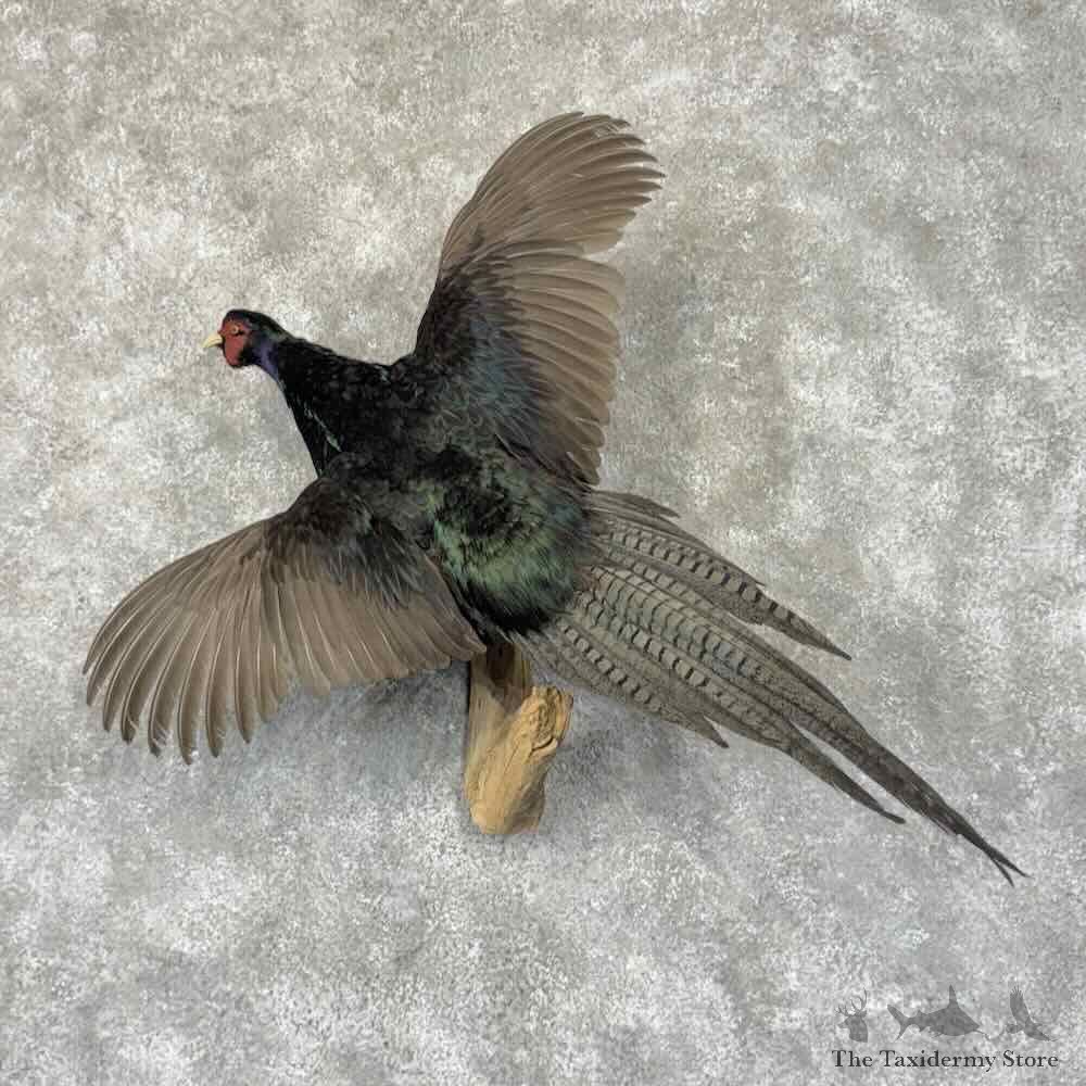 Black Pheasant Bird Mount For Sale #31949 @ The Taxidermy Store
