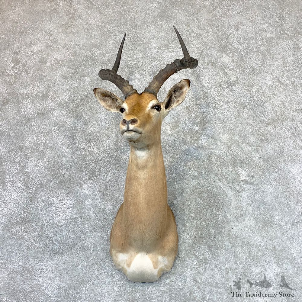 African Impala Shoulder Taxidermy Mount #22987 For Sale @ The Taxidermy Store
