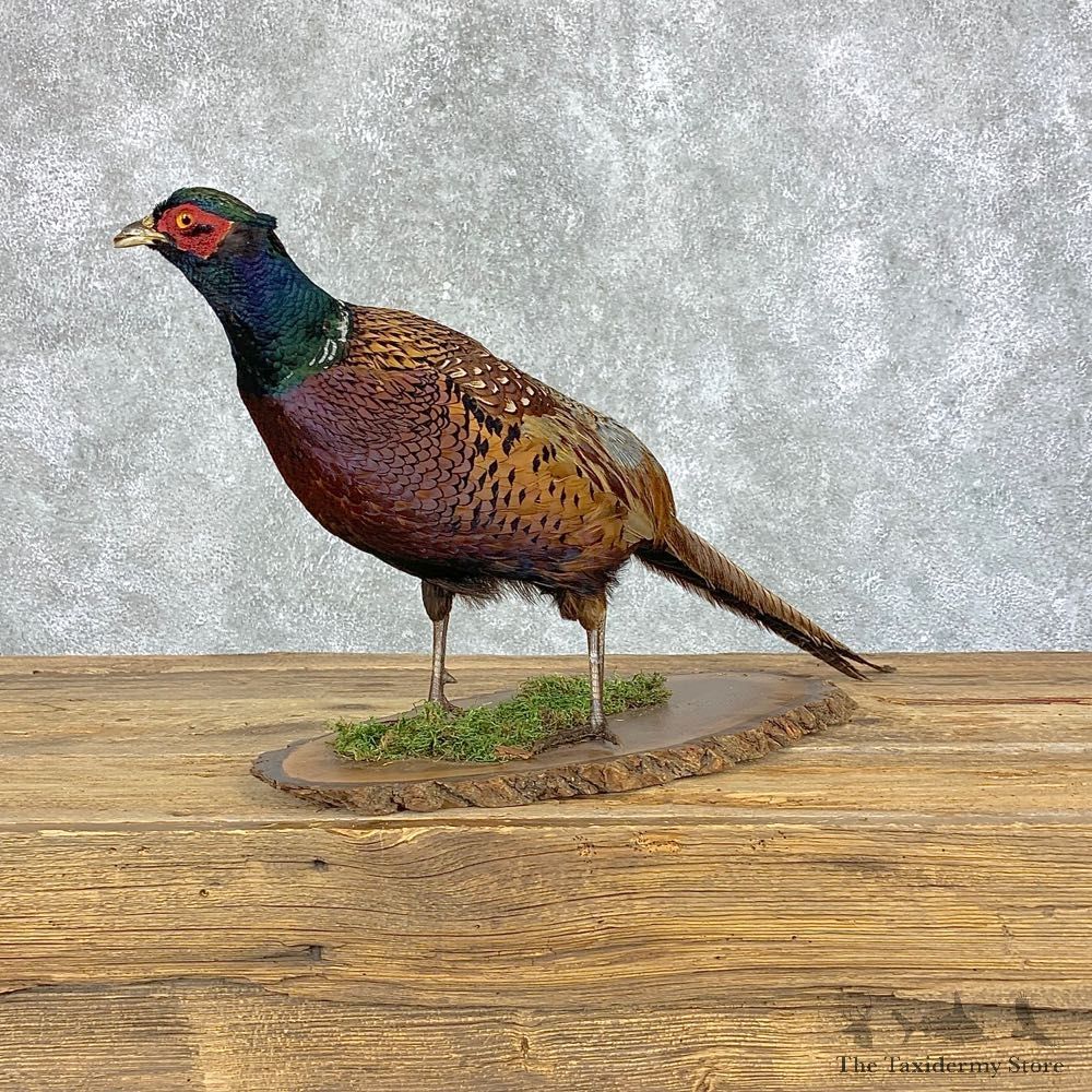 Ringneck Pheasant Bird Mount For Sale #21390 @ The Taxidermy Store