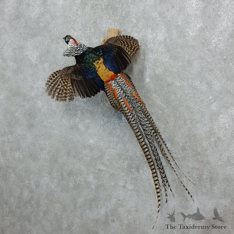 Lady Amherst Pheasant Mount For Sale #18246 @ The Taxidermy Store
