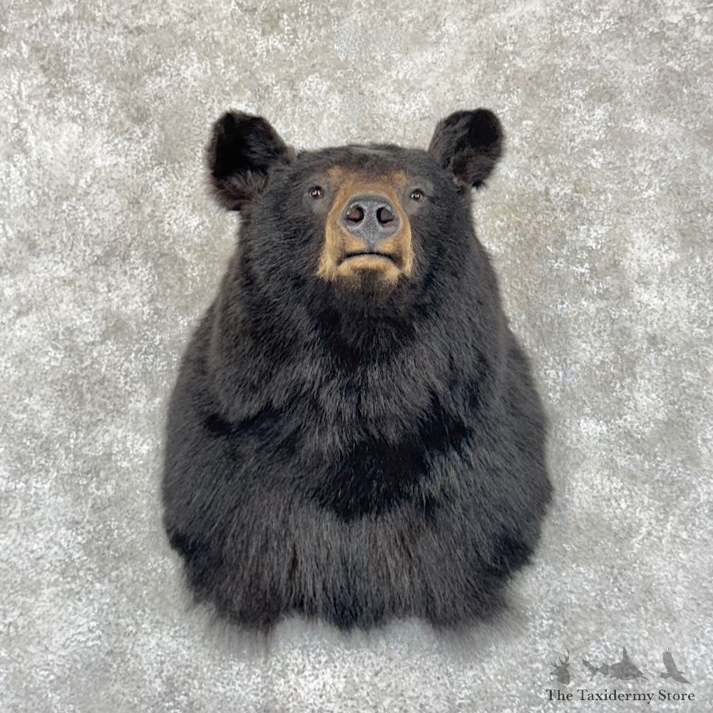 Black Bear Shoulder Mount For Sale #30127 @ The Taxidermy Store