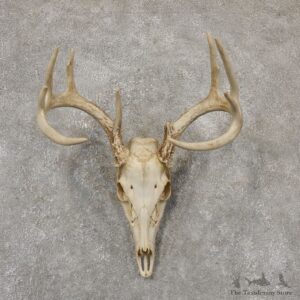 Whitetail Deer Skull European Mount For Sale #18946 @ The Taxidermy Store