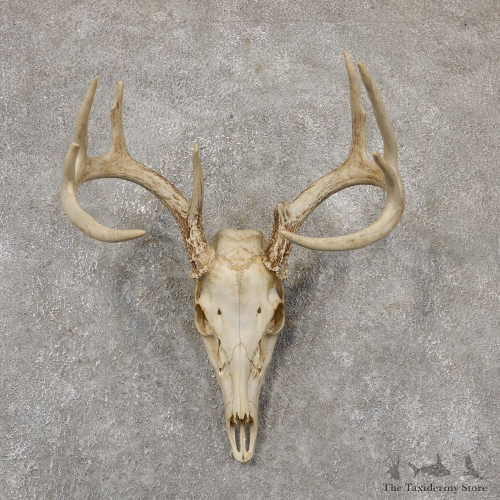 Whitetail Deer Skull European Mount For Sale #18946 @ The Taxidermy Store