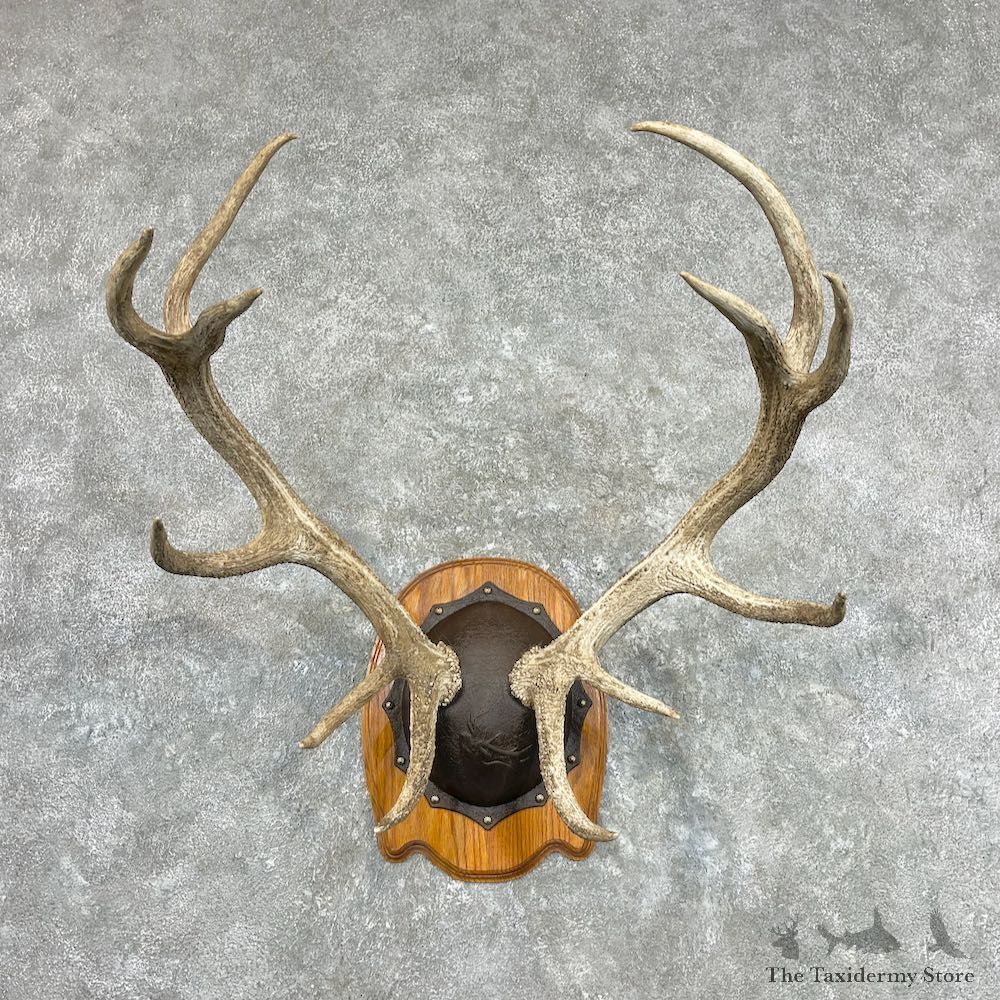 Red Deer Stag Plaque Mount For Sale #27080 @ The Taxidermy Store