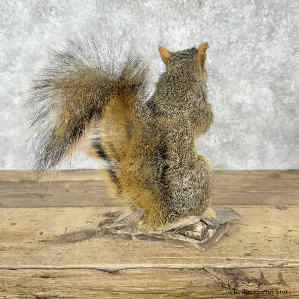 Fox Squirrel Life-Size Mount For Sale #30413 @ The Taxidermy Store