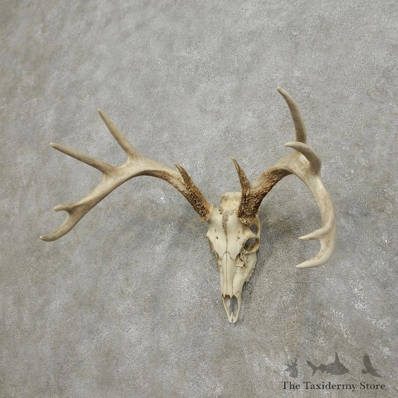 Whitetail Deer Skull European Mount For Sale #17558 @ The Taxidermy Store