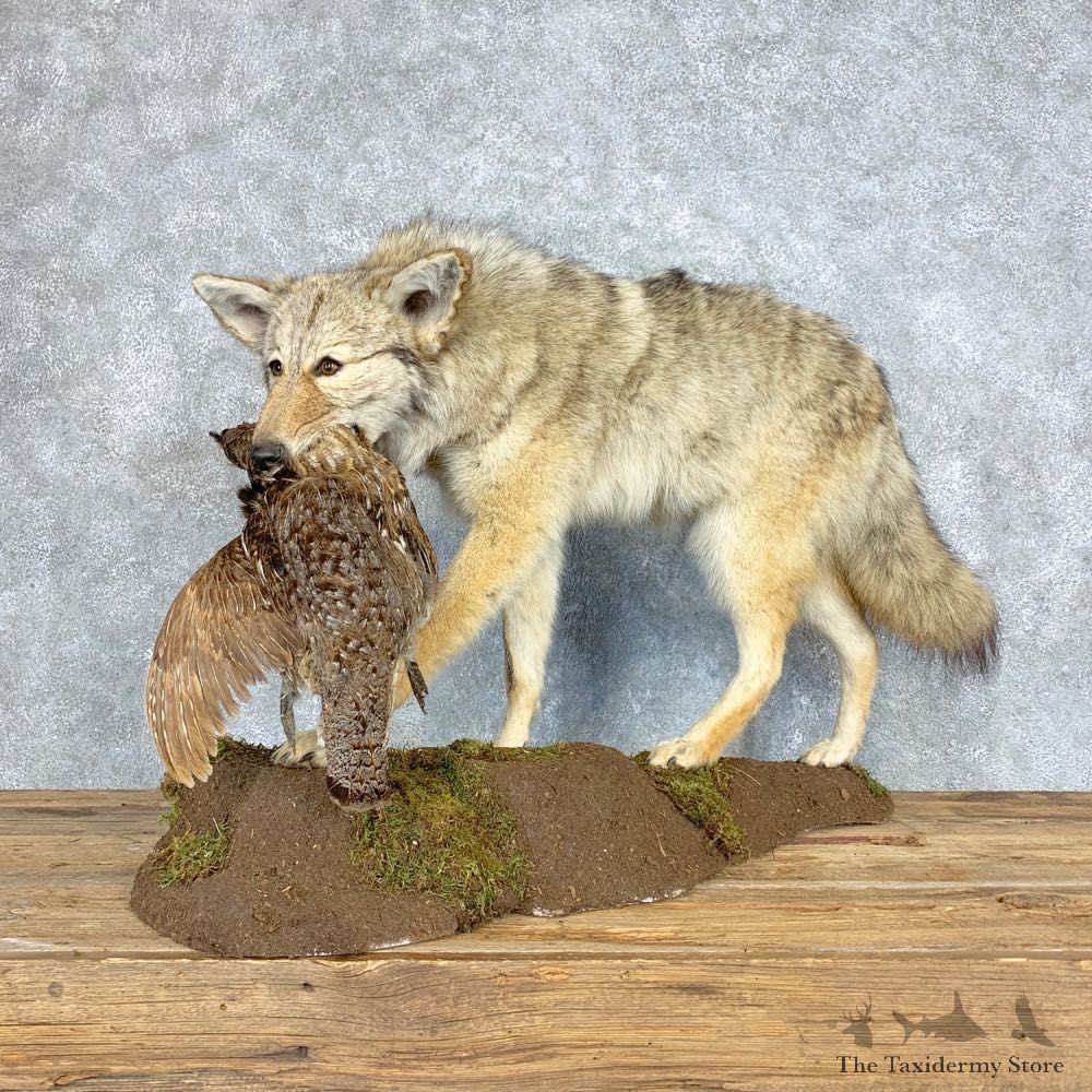 Coyote With Ruffed Grouse Life-Size Mount For Sale #21684 @ The Taxidermy Store