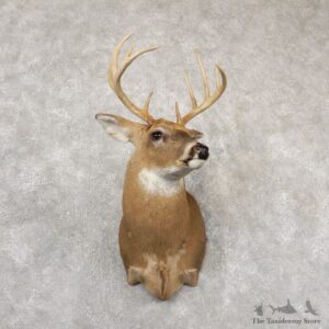 Whitetail Deer Shoulder Mount #18833 For Sale - The Taxidermy Store