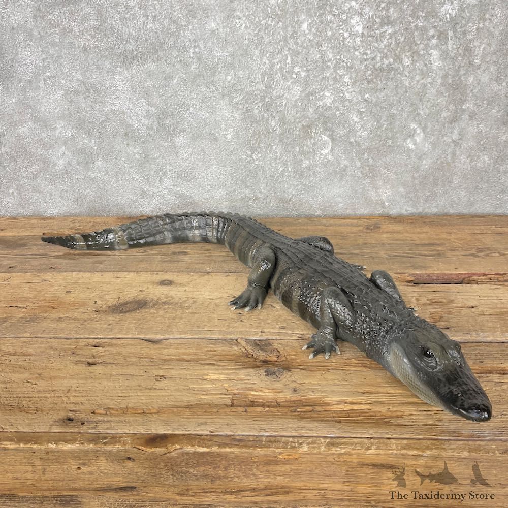 Alligator Replica Mount For Sale #26015 @ The Taxidermy Store