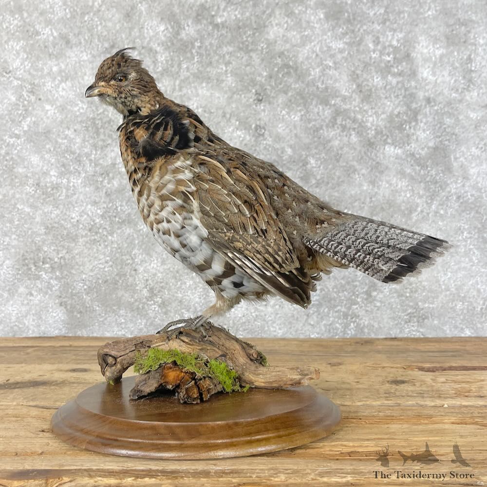 Ruffed Grouse Bird Mount For Sale #28410 @ The Taxidermy Store