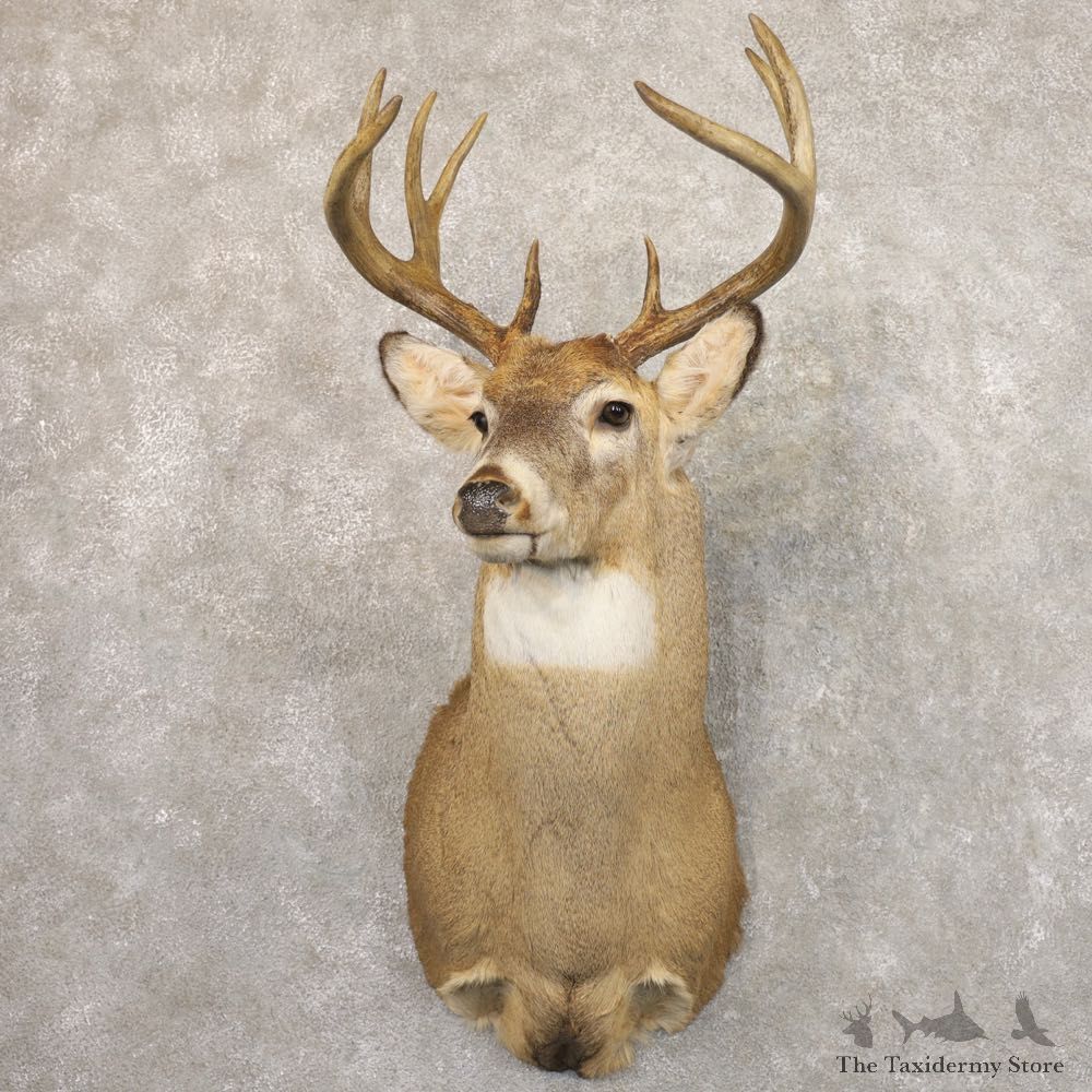 Whitetail Deer Shoulder Mount #22170 For Sale - The Taxidermy Store