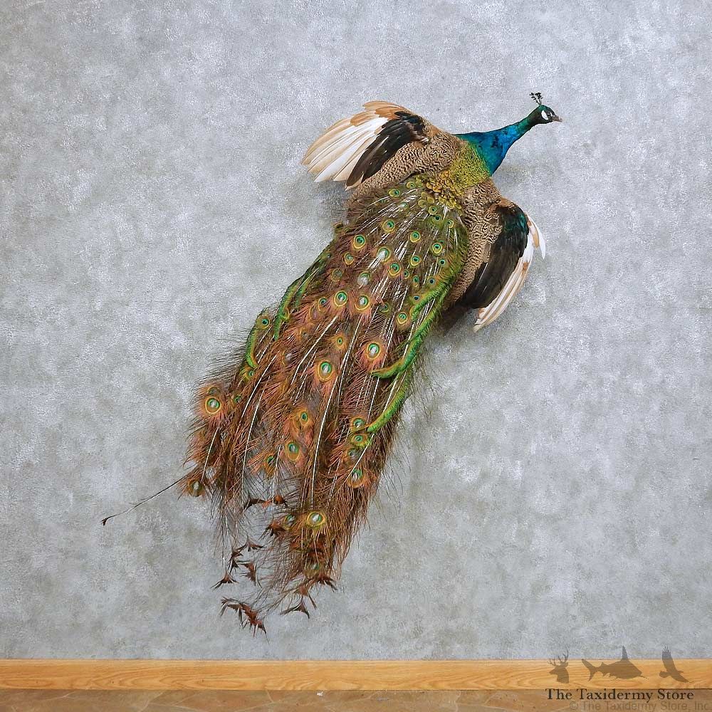 Indian Peacock Bird Mount For Sale #14632 @ The Taxidermy Store