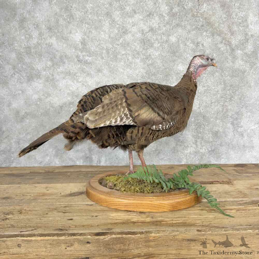 Eastern Turkey Bearded Hen Bird Mount For Sale #32053 @ The Taxidermy Store