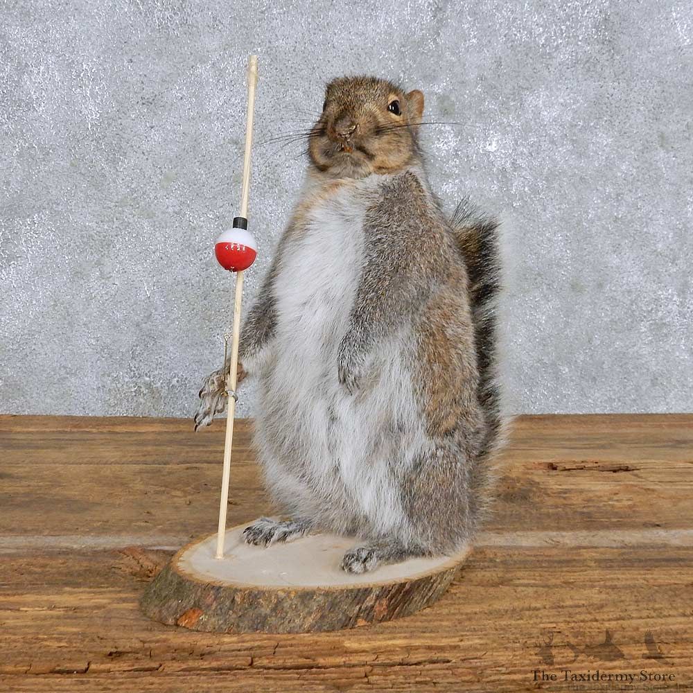 Novelty Fishing Squirrel Mount For Sale #14175 @ The Taxidermy Store