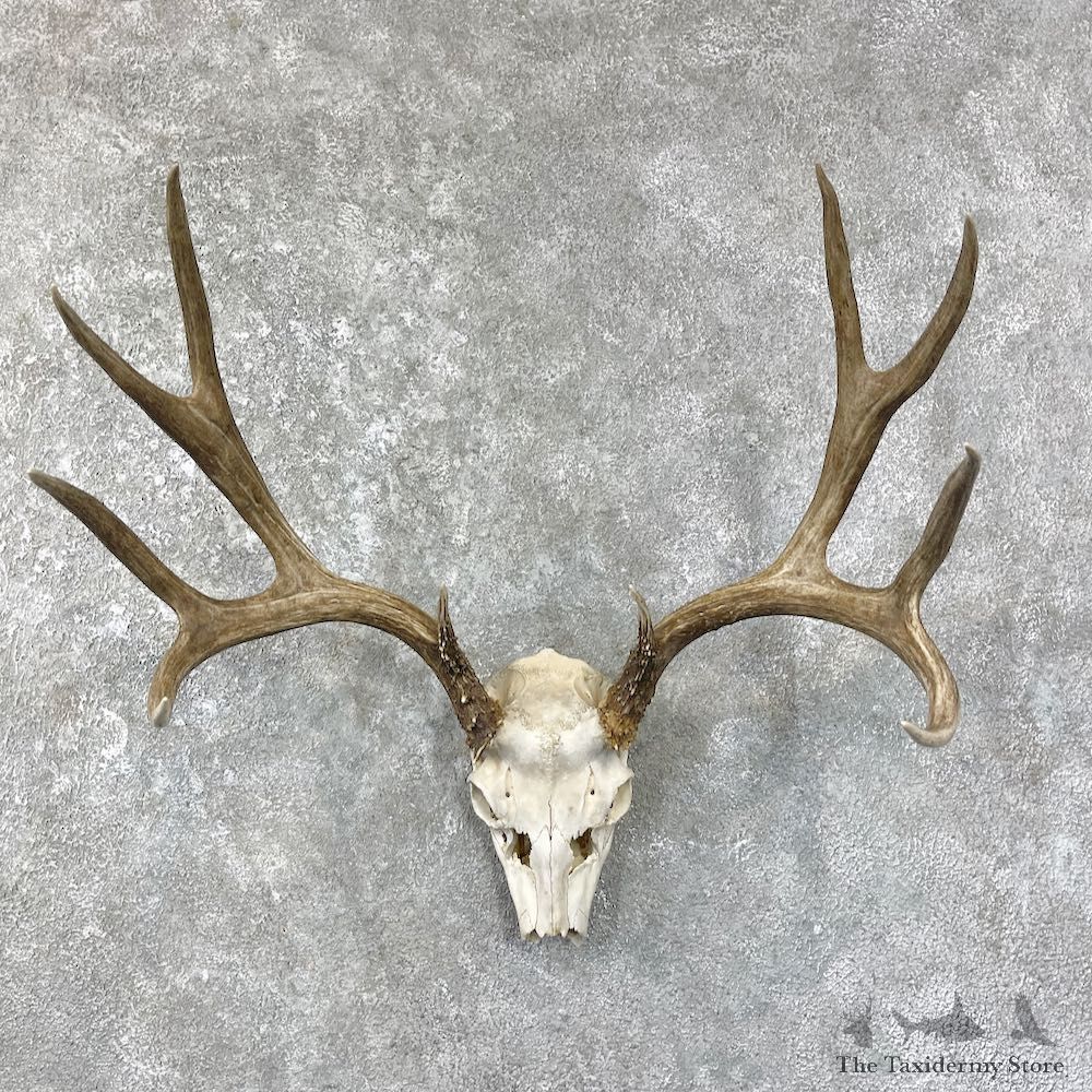 Mule Deer Taxidermy Skull Antler Mount #25678 For Sale @ The Taxidermy Store