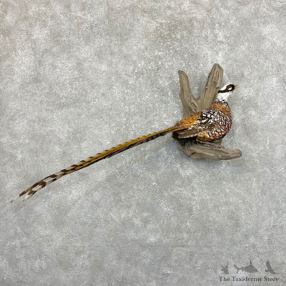 Reeves Pheasant Mount For Sale #24305 @ The Taxidermy Store