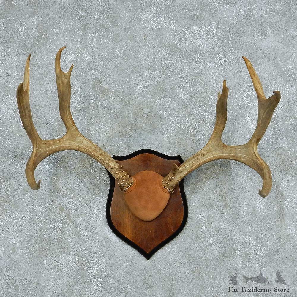 Whitetail/Mule Deer Antler Plaque Mount #13779 For Sale @ The Taxidermy Store