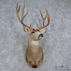 Mule Deer Shoulder Mount For Sale #15712 @ The Taxidermy Store