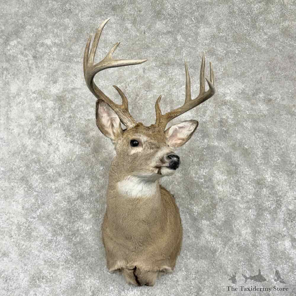 Whitetail Deer Shoulder Mount For Sale #31776 @ The Taxidermy Store