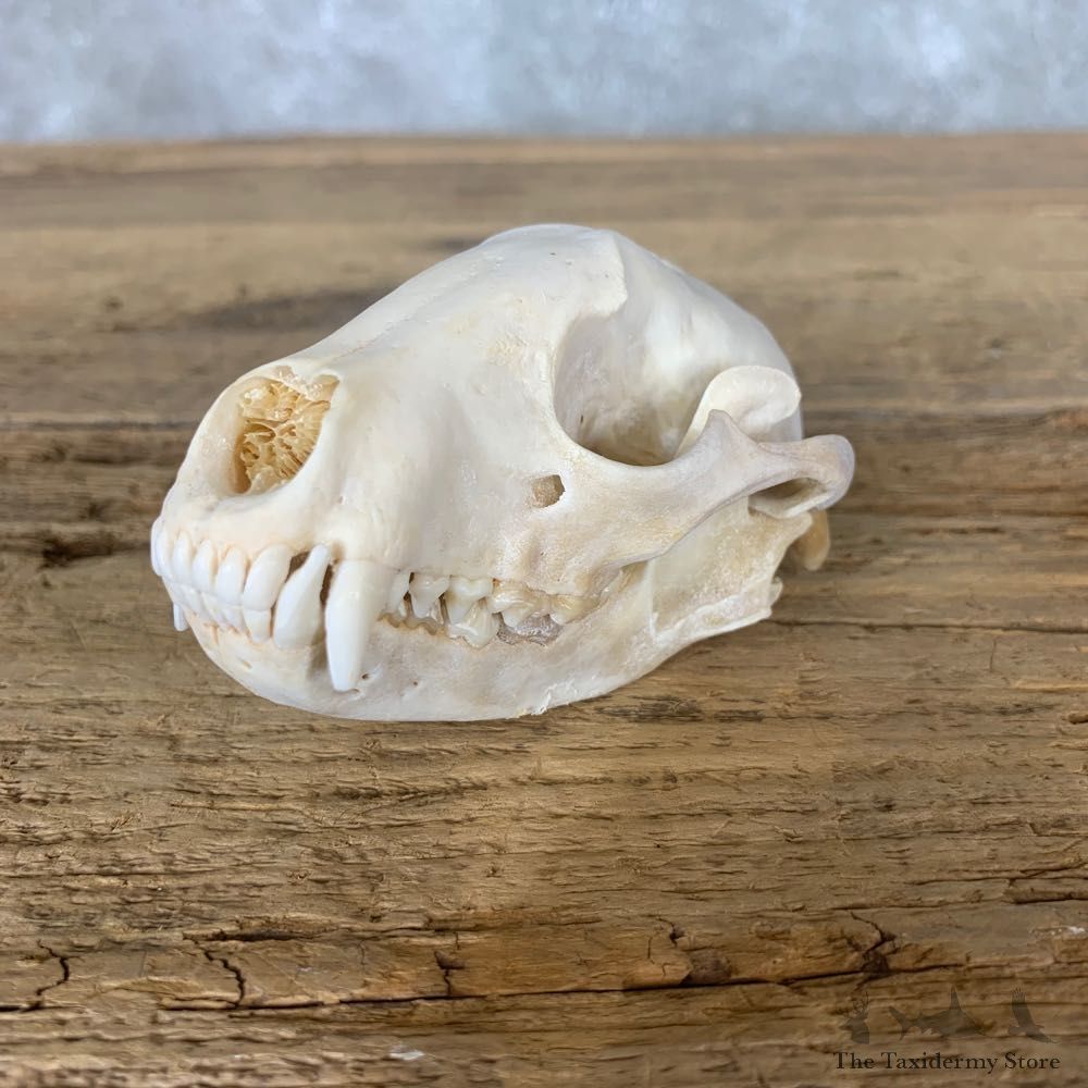 Raccoon Taxidermy Full Skull Mount #22249 For Sale @ The Taxidermy Store