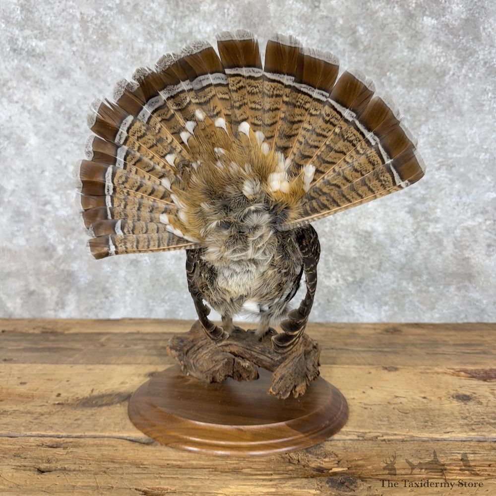 Ruffed Grouse Bird Mount For Sale #30181 @ The Taxidermy Store
