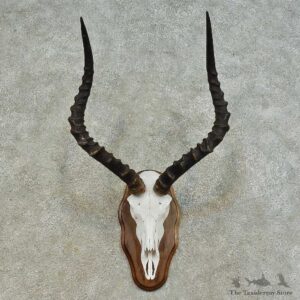 Impala Skull & Horn European Mount For Sale #16361 @ The Taxidermy Store