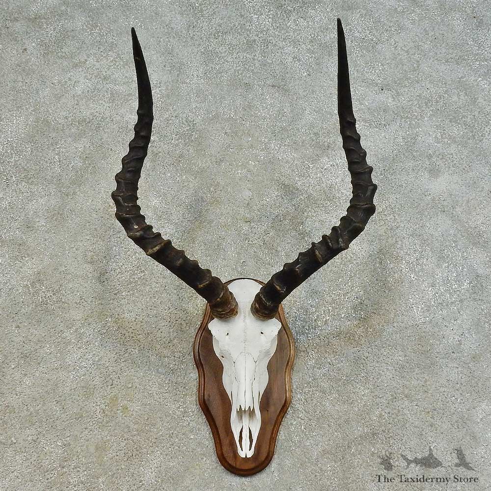 Impala Skull & Horn European Mount For Sale #16361 @ The Taxidermy Store
