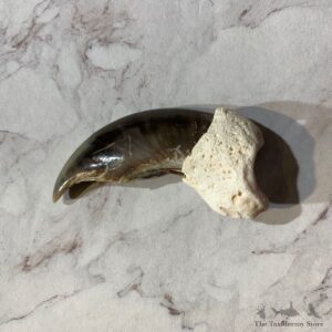 Polar Bear Claw Taxidermy For Sale #20646 - The Taxidermy Store