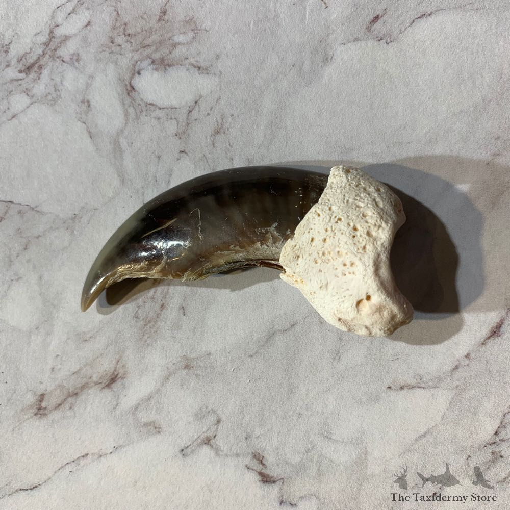 Polar Bear Claw Taxidermy For Sale #20646 - The Taxidermy Store