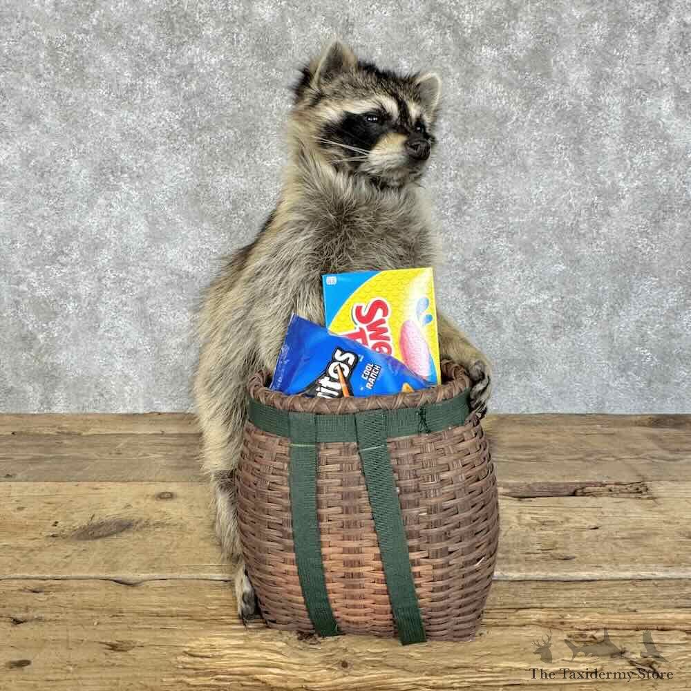 Raccoon Novelty Mount For Sale #30711 @ The Taxidermy Store