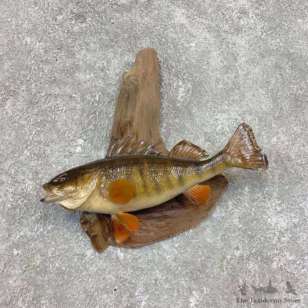 Yellow Perch Fish Mount For Sale #21421 @ The Taxidermy Store