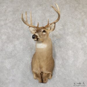Whitetail Deer Shoulder Mount #19303 For Sale - The Taxidermy Store
