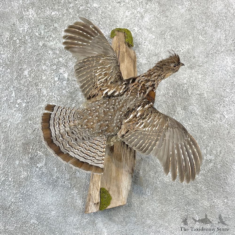 Ruffed Grouse Bird Mount For Sale #25941 @ The Taxidermy Store
