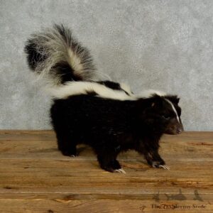 Life-Size Skunk Taxidermy Mount #17065 For Sale @ The Taxidermy Store